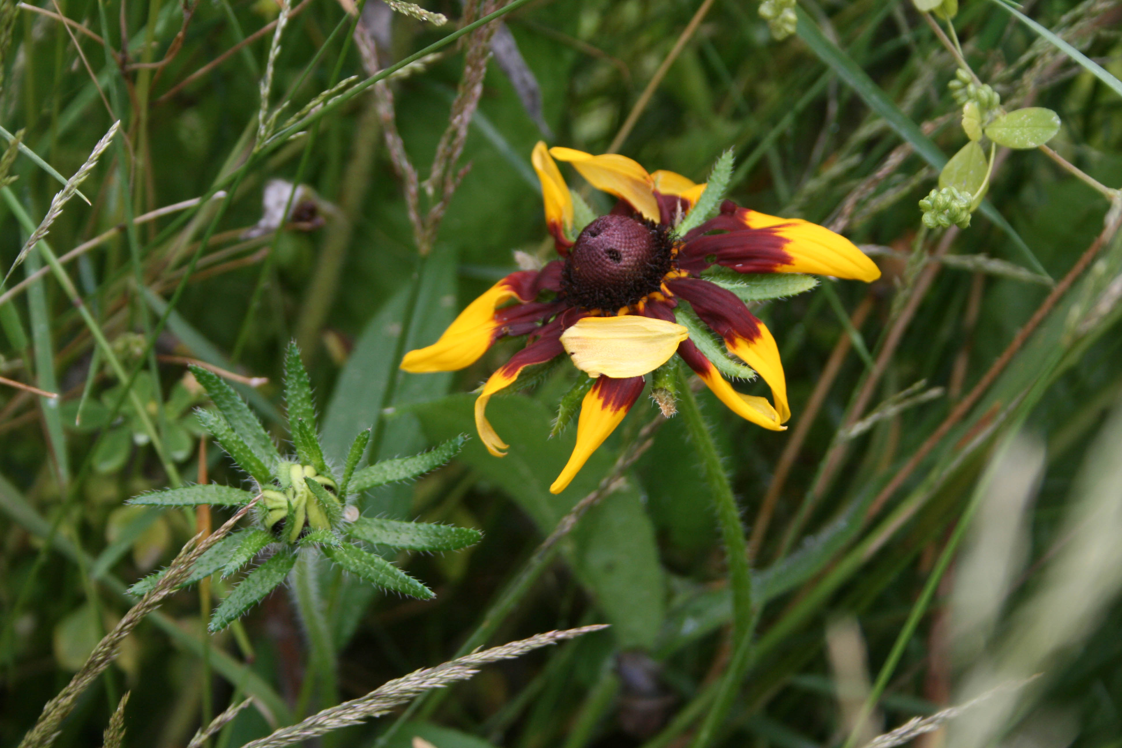 unidentified flower- muse- meadow-_0.jpg